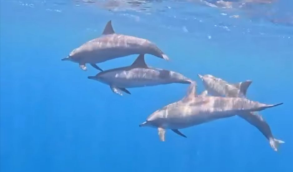 Delfine in der Marsa Alam Delfinebucht