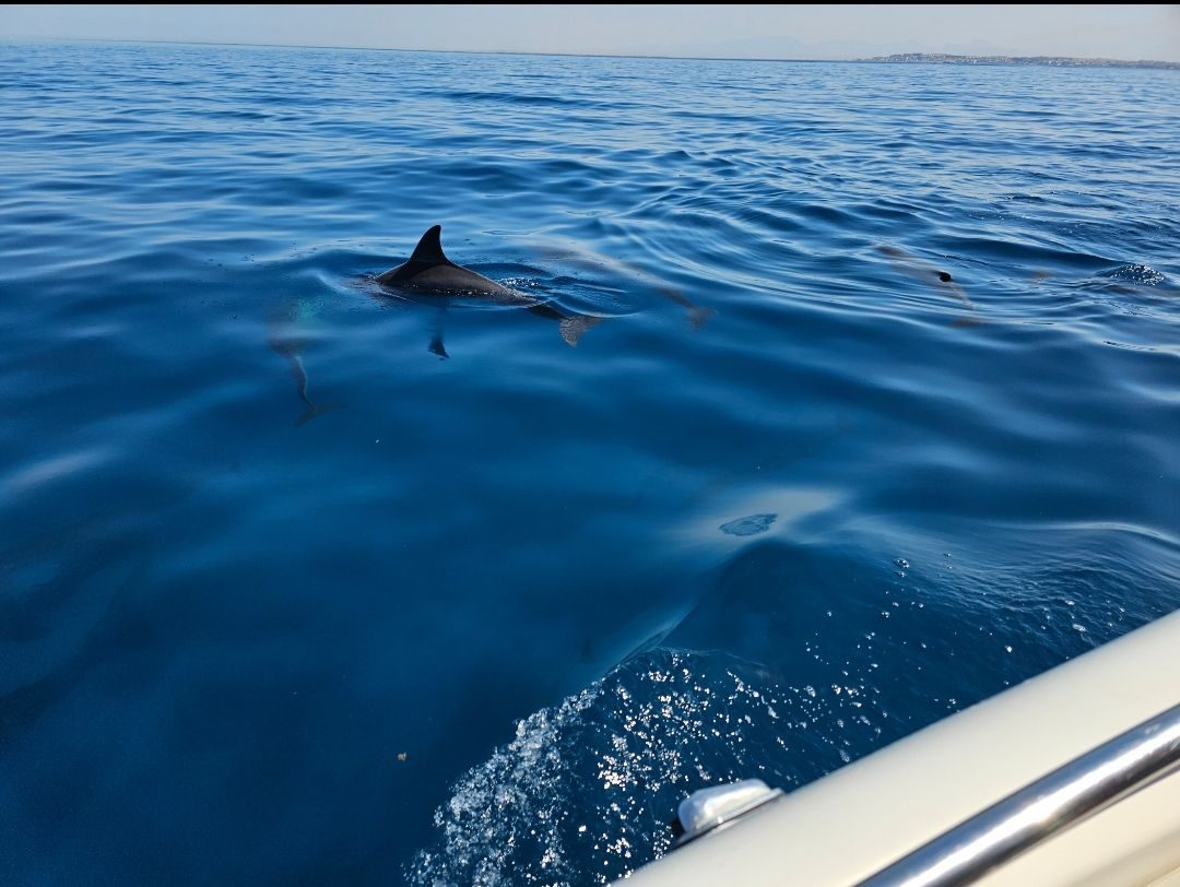 Delfine direkt neben dem Speedboot bei Marsa Alam